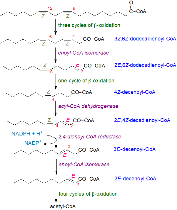 Beta oxidation of linoleoyl-CoA