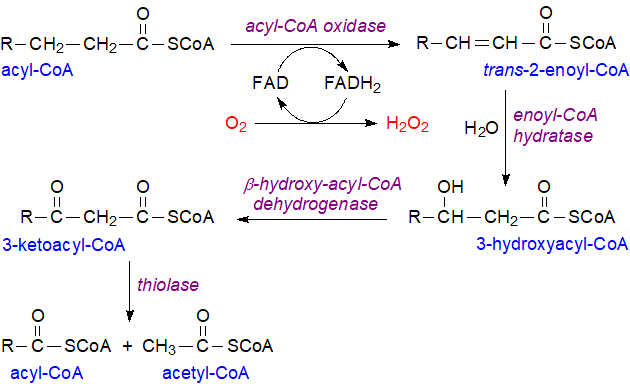 Peroxisomal beta-oxidation of fatty acids