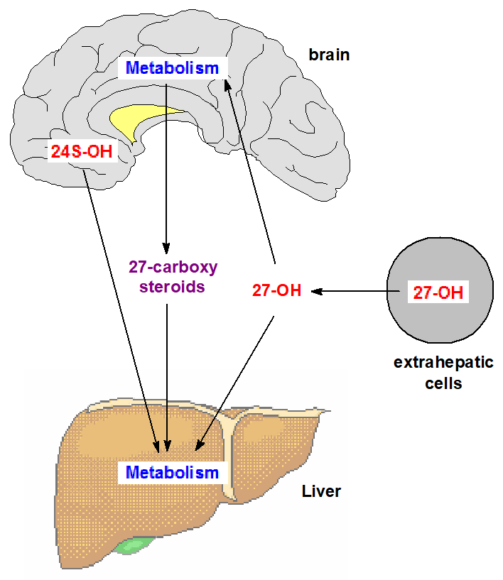 Cholesterol and the brain
