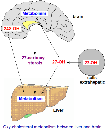 Cholesterol and the brain