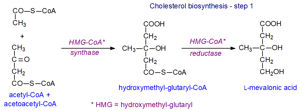Cholesterol biosynthesis - to mevalonic acid