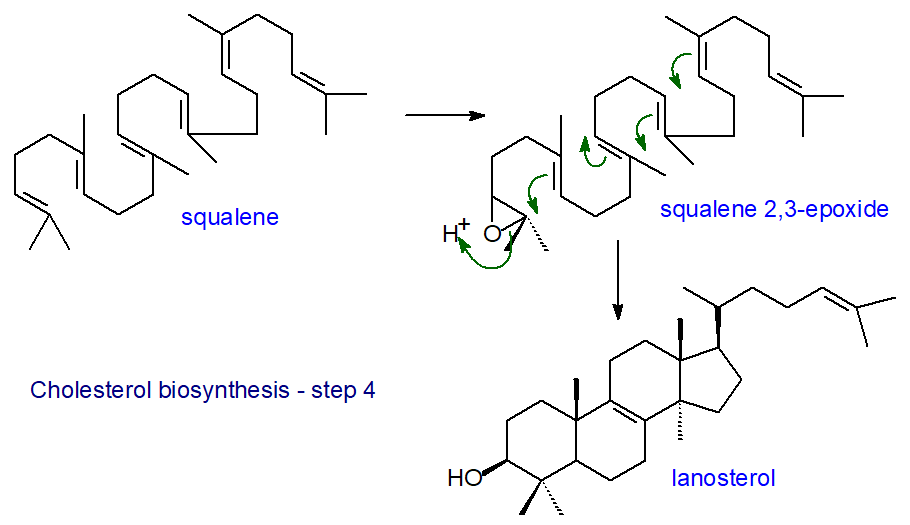 Cholesterol biosynthesis - cyclization of squalene