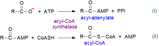 Biosynthesis of coenzyme A esters