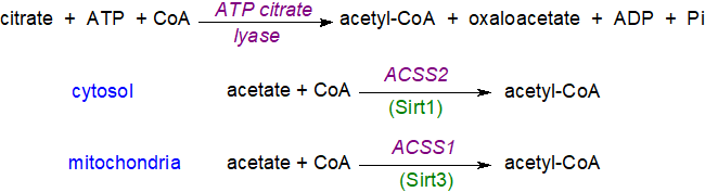 Biosynthesis of acetyl-CoA