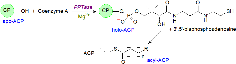 Biosynthesis of acyl-ACP