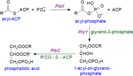 Biosynthesis of acyl phosphates and phosphatidic acid