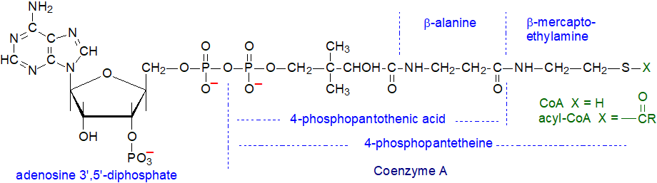 Structural formula of Coenzyme A