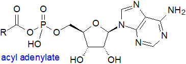 Structural formula of an acyl adenylate