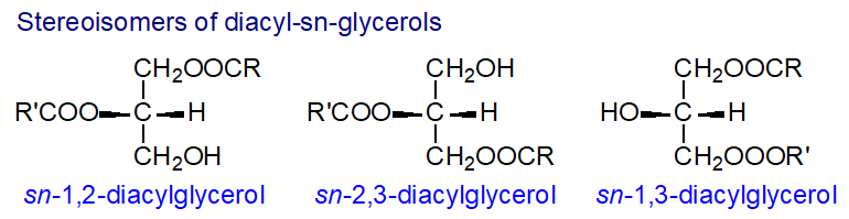diacylglycerol structure