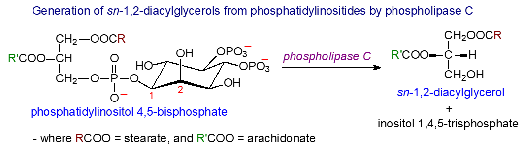 Hydrolysis of phosphatidylinositol to diacylglycerols by phospholipase C