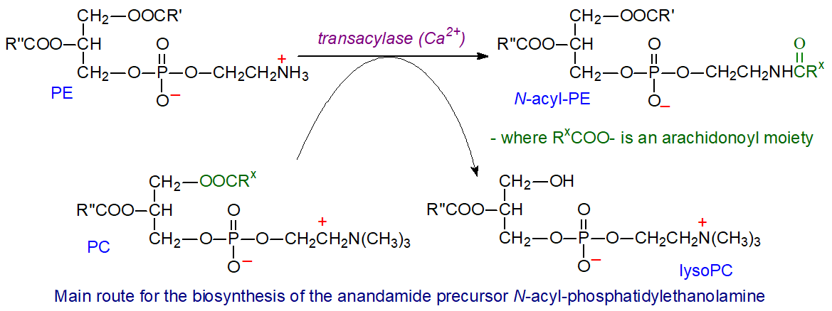 Endocannabinoids Anandamide 2 Arachidonoylglycerol Oleamide Arachidonoyldopamine Structure Occurrence Biochemistry And Function
