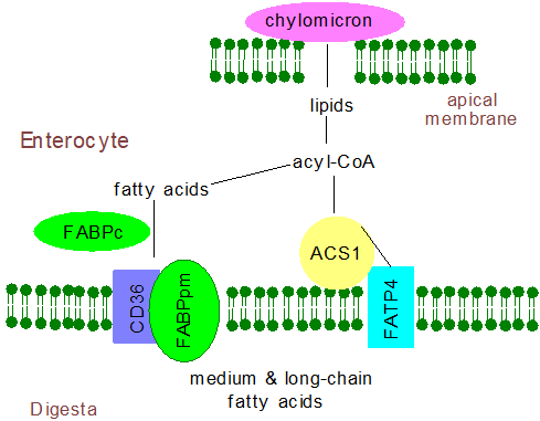 Fatty acid uptake and metabolism in enterocytes