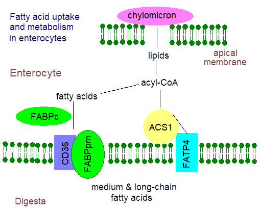 Fatty acid uptake and metabolism in enterocytes