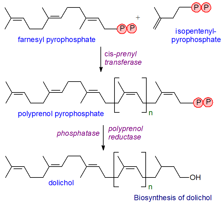 Biosynthesis of dolichols