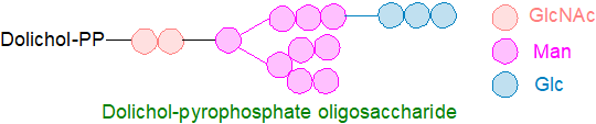 Formula of dolichol-pyrophosphate oligosaccharide