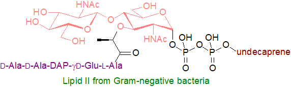 Formula of Lipid II