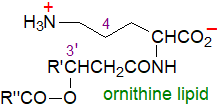 Formula of an ornithine lipid