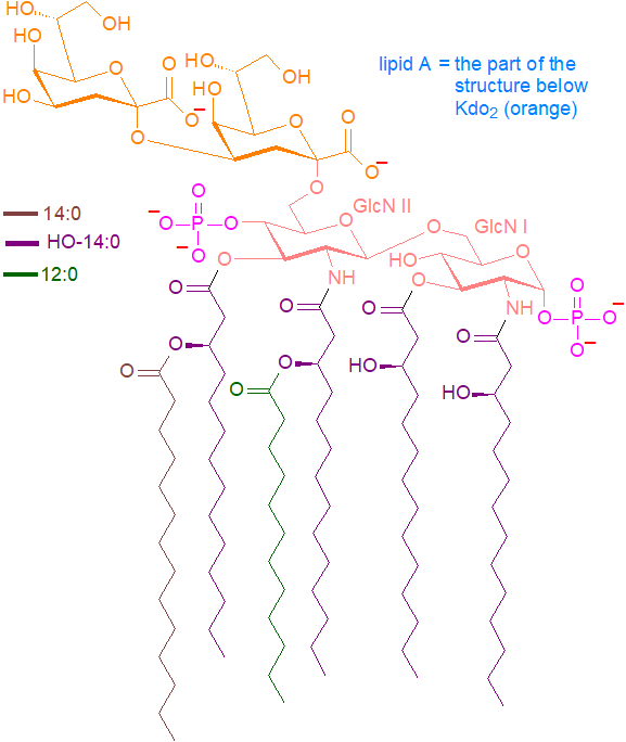 Structural formula of the basic lipopolysaccharide from E. coli