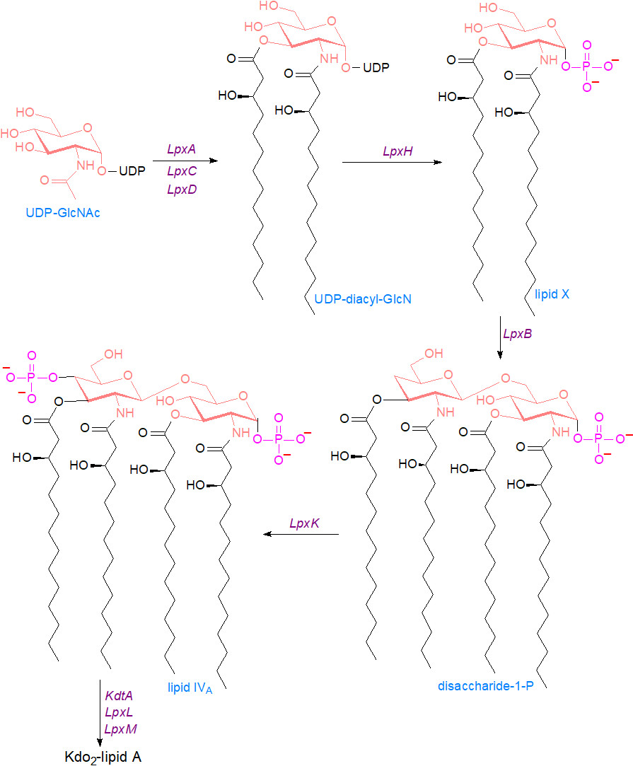 Biosynthesis of Lipid A