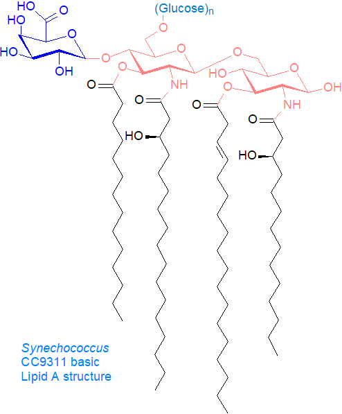 Basic Lipid A structure of Synechococcus CC911