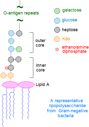 Structure - bacterial lipopolysaccharide