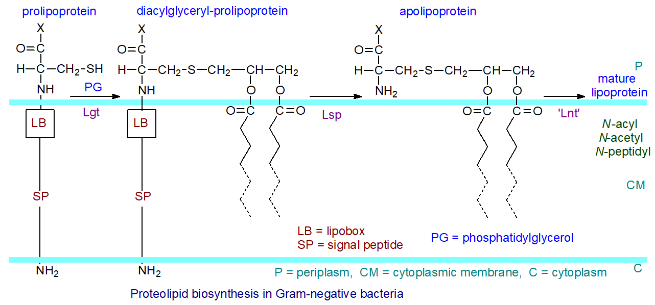 Proteolipid biosynthesis in bacteria