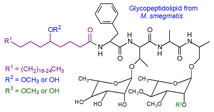 Glycolipopeptide from M. smegmatis