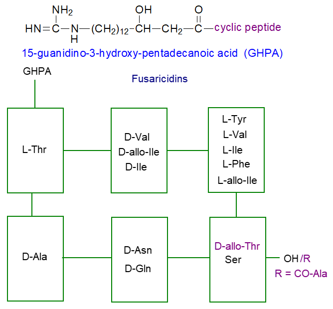 15-Guanidino-3-hydroxypentadecanoic acid and the fusaricidins