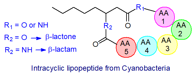 Intracyclic lipopeptide from Cyanobacteria