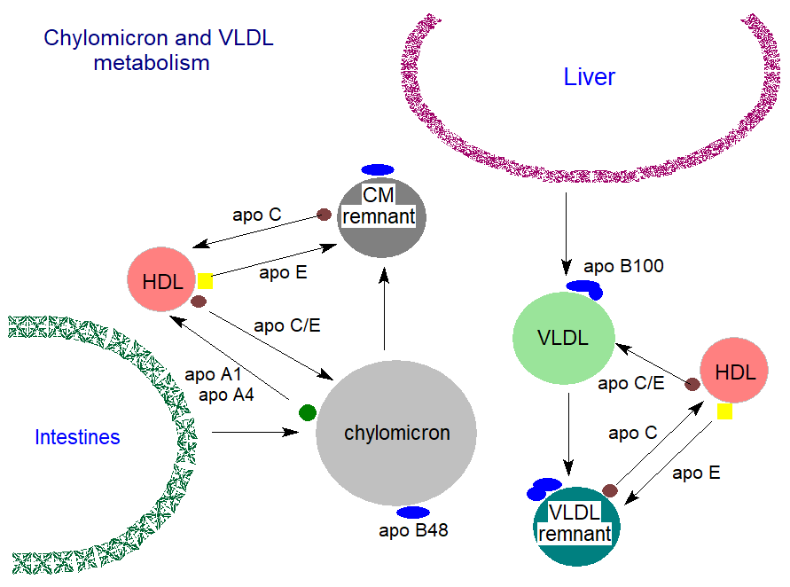 ldl vs hdl structure