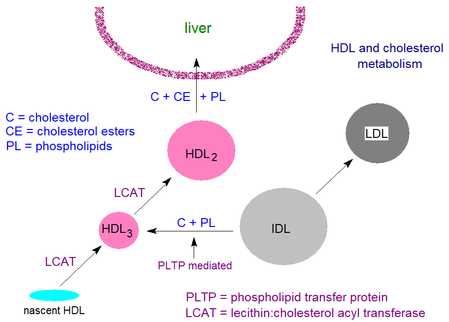 HDL and cholesterol metabolism