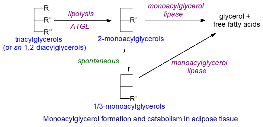 Monoacylglycerol formation and catabolism in adipose tissue