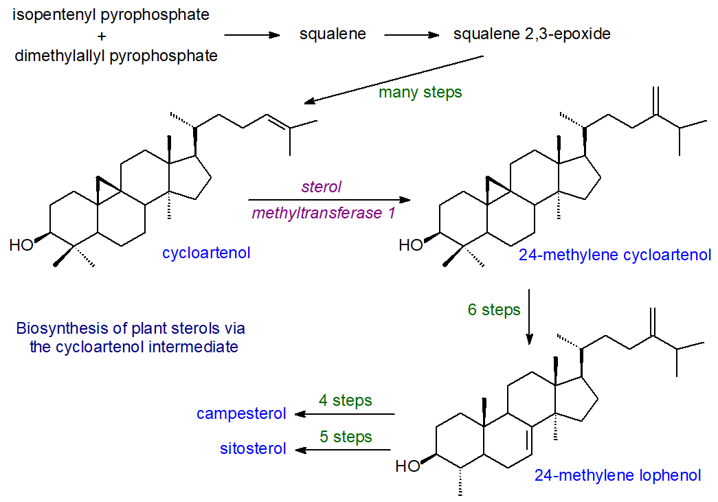 Biosynthesis - from cycloartenol to plant sterols