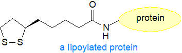 A lipoylated protein