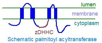 A zDHHC protein in a membrane