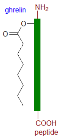 Formula of ghrelin