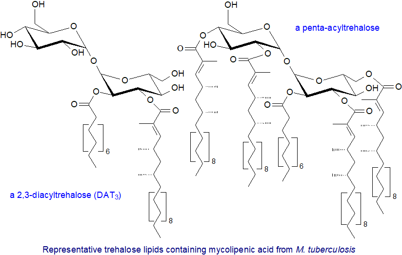 Di- and penta-acyltrehalose lipids from M. tuberculosis