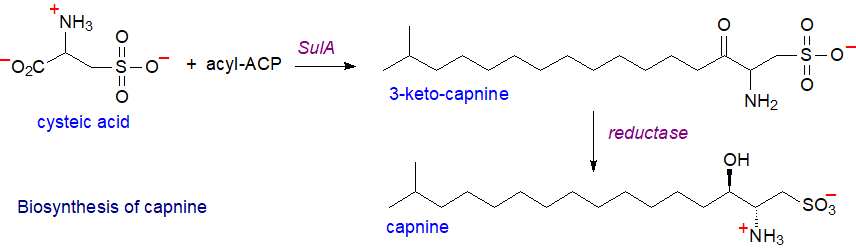 Biosynthesis of capnine