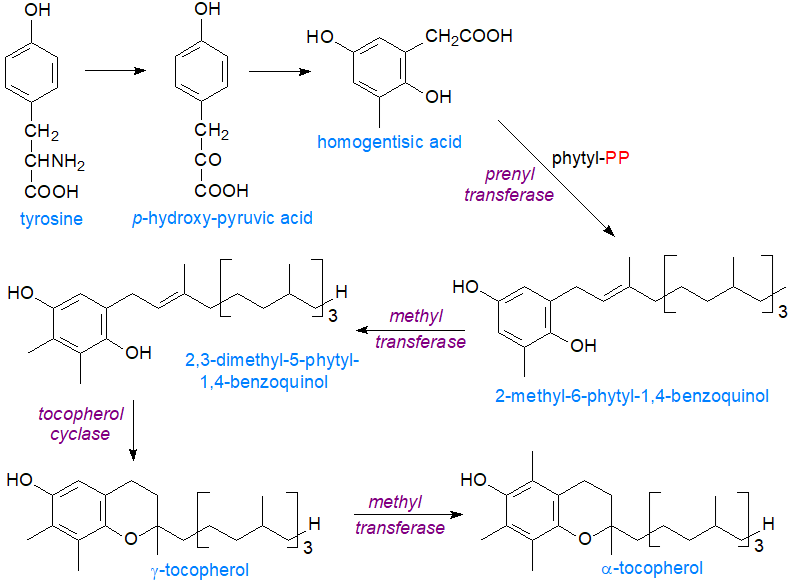 Biosynthesis of alpha-tocopherol