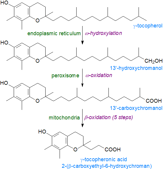 Catabolism of gamma-tocopherol