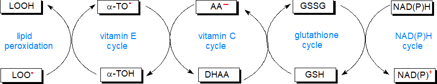 The antioxidant network