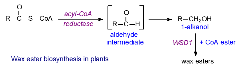 Biosynthesis of fatty alcohols and wax esters