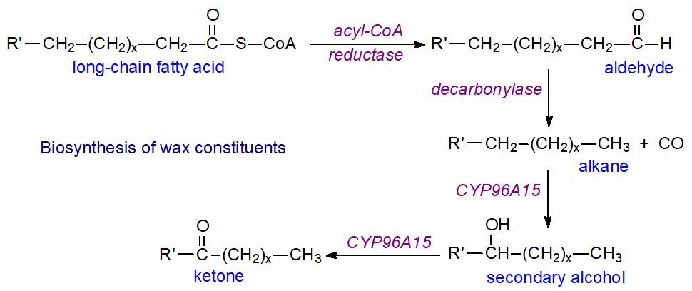 Biosynthesis of hydrocarbons, secondary alcohols and ketones
