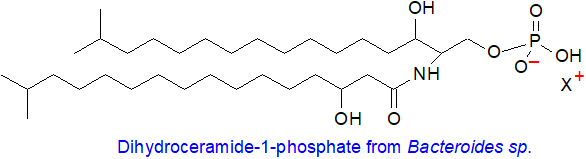 Dihydroceramide-1-phosphate from Bacteroides sp.