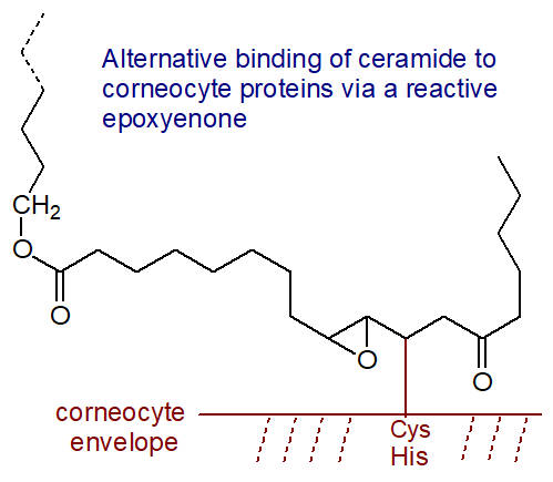Binding of ceramide to the corneocyte proteins via a reactive epoxyenone