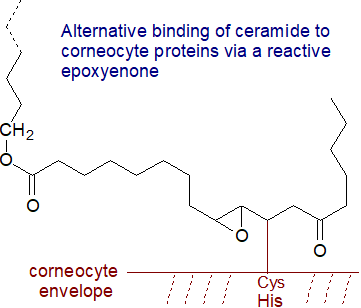 Alternative binding of ceramide to the corneocyte proteins via a reactive epoxyenone