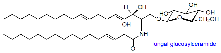 Structure of a fungal glucosylceramide
