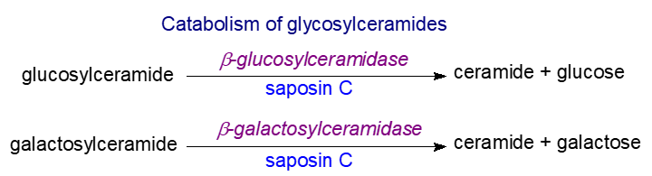 Catabolism of glycosylceramides