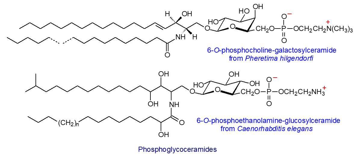Formula of phosphoglycoceramides