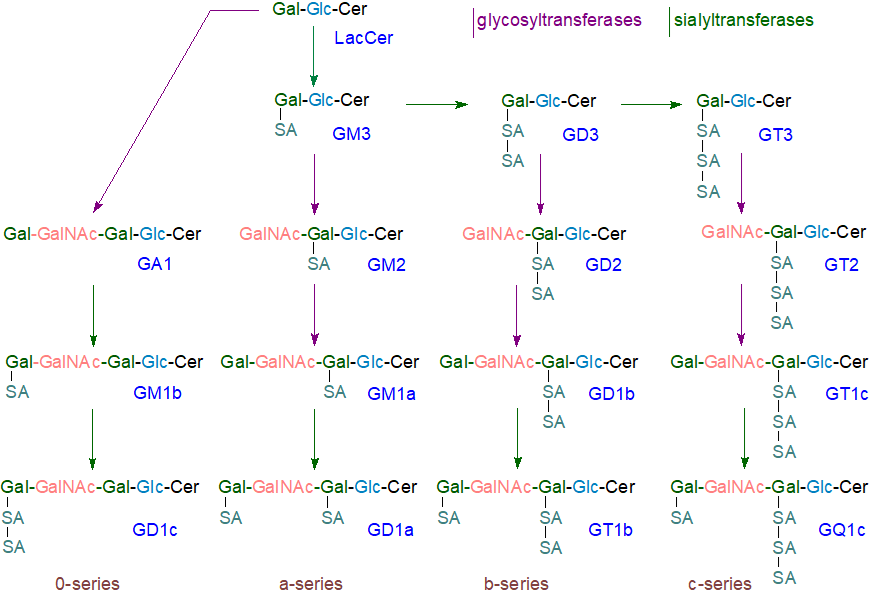 Biosynthesis of the 0, a, b and c series of gangliosides